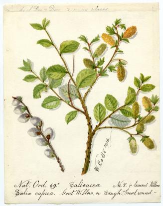 Goat Willow or Saugh (Salix caprea)