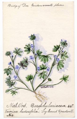 Ivy-leaved Speedwell (Veronica hederifolia)