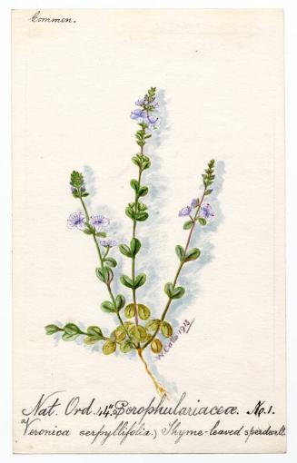 Thyme-leaved Speedwell (Veronica serphyllifolia)