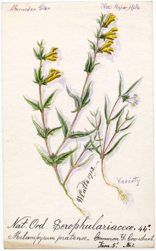 Common Yellow Cow-wheat