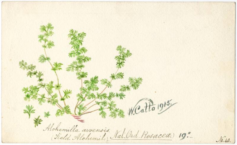 Field Alchemil (Alchemilla arvensis)