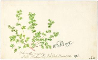Field Alchemil (Alchemilla arvensis)