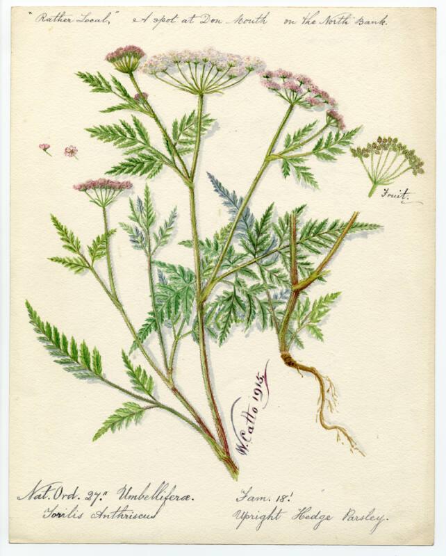 Upright Hedge Parsley