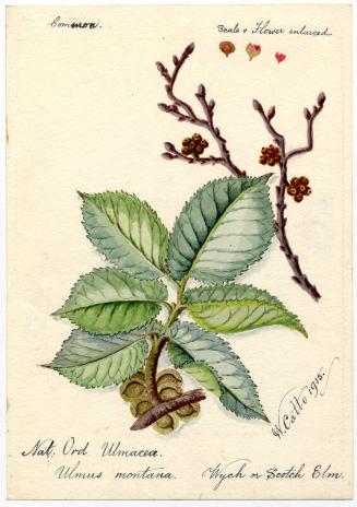 Wych or Scotch Elm (Ulmus montana)