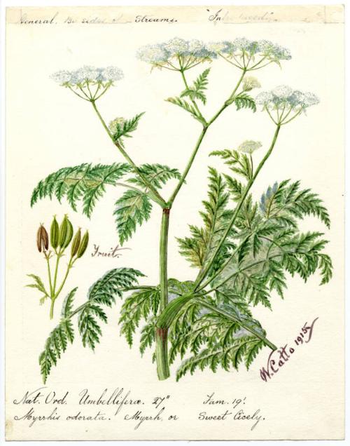 Water-Dropwort or Hemlock (AEnanthe crocata)