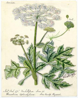 Cow-Pasnip, Hogweed (Heracleum sphondylium)