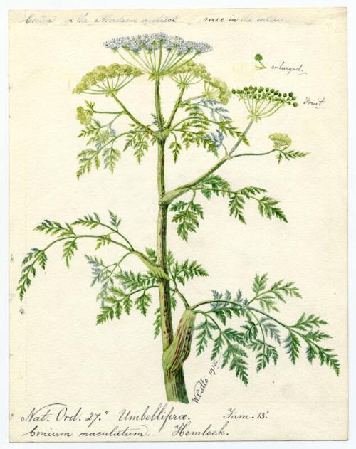 Hemlock (Conium maculatum)