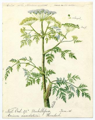 Hemlock (Conium maculatum)