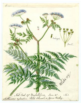 Wild Chervil or Hares Parsley (Anthiscus sylvestris)