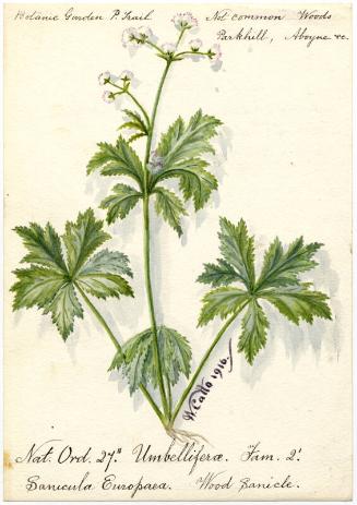 Wood Sanicle (Sanicula Europaea)