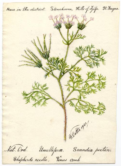 Shepherd's needle or Venus comb (Scandix pecten)