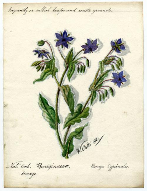 Borage (Borago Officinalis)