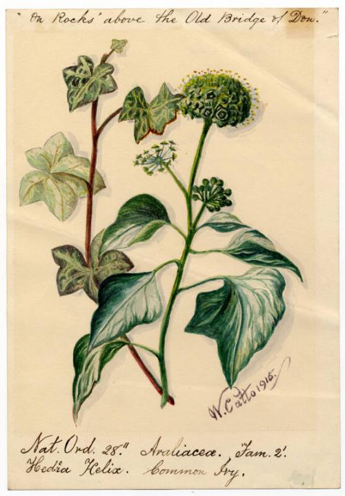 Common Ivy (Hedera helix)