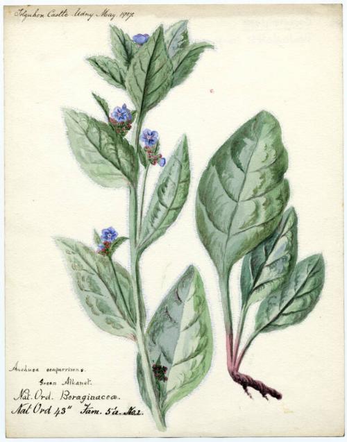 Boraginacea