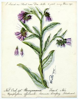Common Comfrey (Boraginaceae Symphytum officinale)