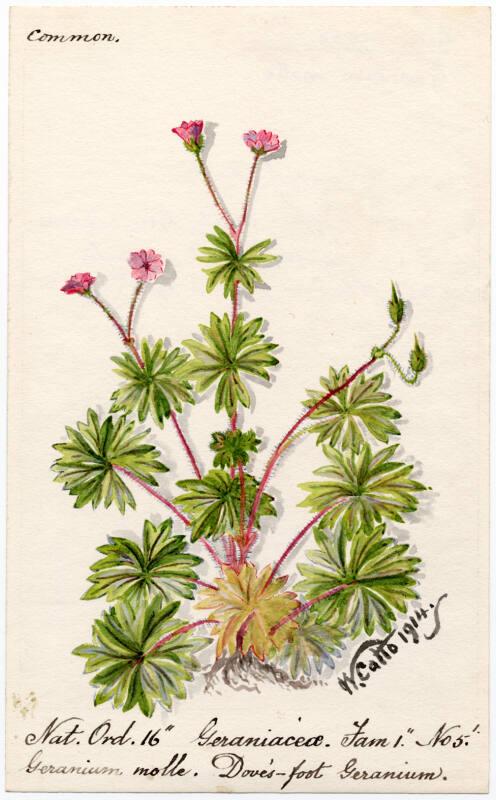 Dove's-foot Geranium (Geranium molle)