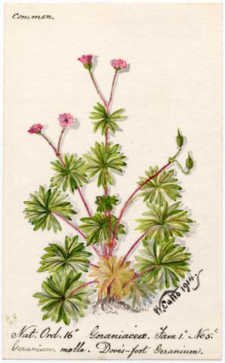 Dove's-foot Geranium (Geranium molle)