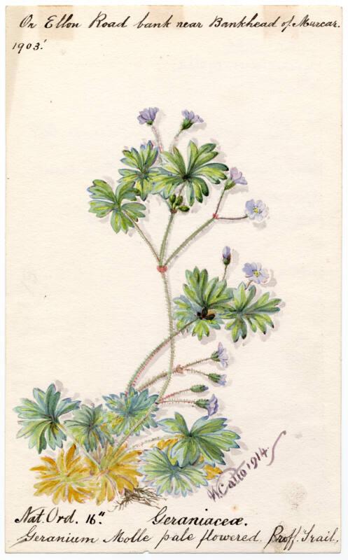 Pale-flowered Dove's-foot Cranes Bill (Geranium molle)