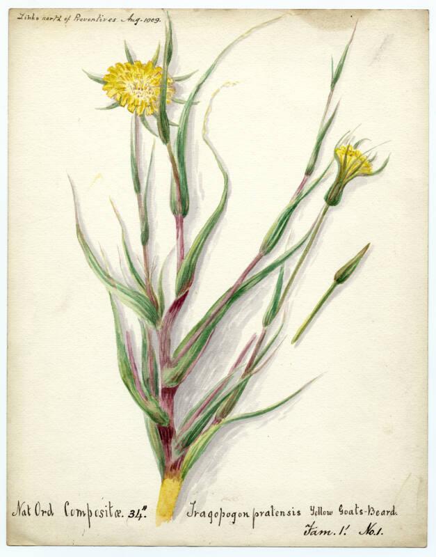 Yellow Goats-Beard