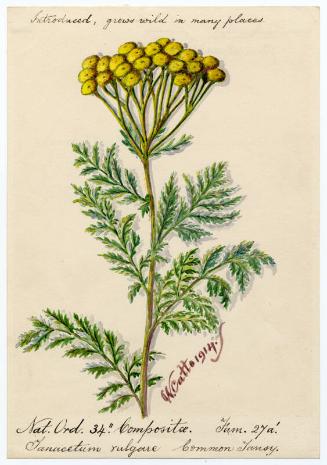 Common Tansy (Tanacetum vulgare)