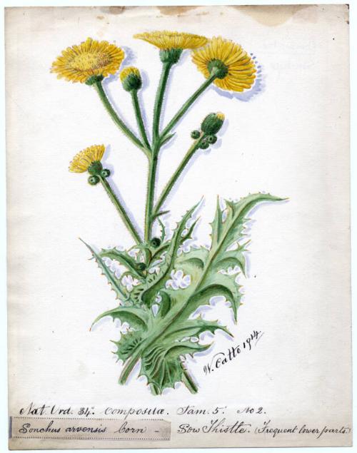 Sow Thistle