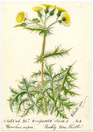 Rickly Sow Thistle