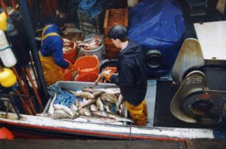 Colour Photograph Showing Crew Sorting Fish On The Deck Of The 'boy Gordon'. Fish In Buckets/Boxes