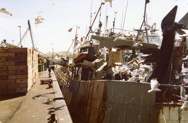 Colour Photograph Showing An Unidentified Fishing Vessel In Harbour Surrounded By Gulls