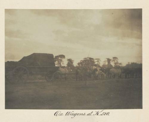 Ox Wagons at K. 510