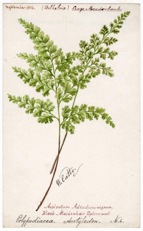 Black-Maidenhair Spleenwork (Polypodiacea Acotyledon No. 6) 
