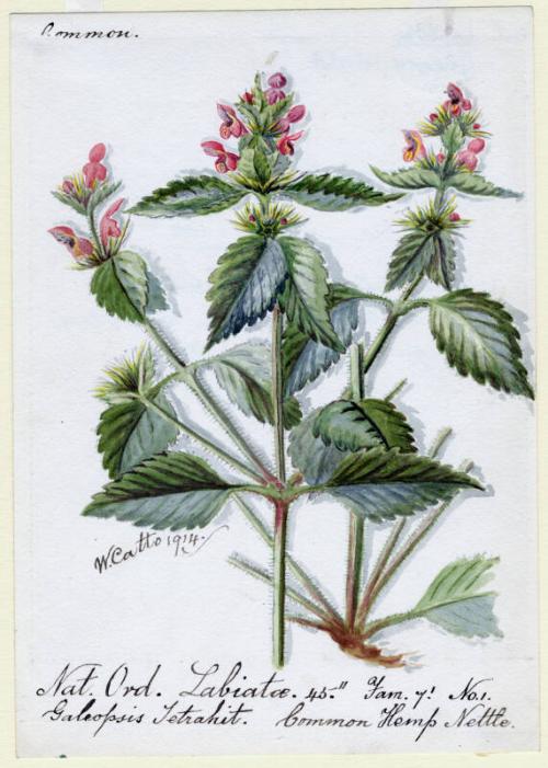 Common Hemp Nettle