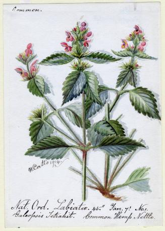 Common Hemp Nettle