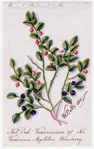 Blackberry (Vaccinium Myrtillus)