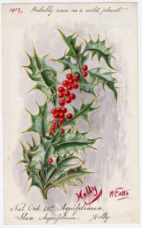 Holly