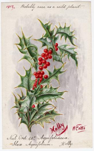 Holly