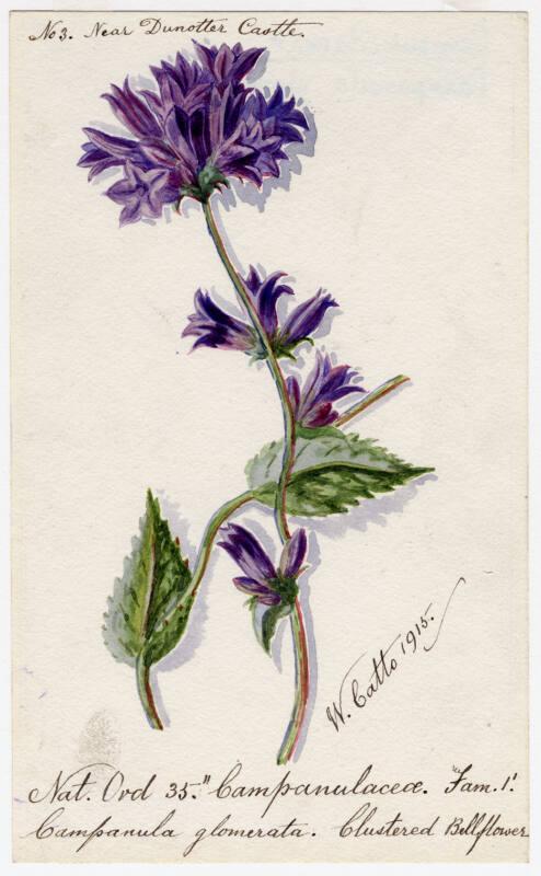 Clustered Bellflower