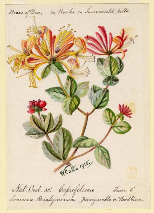 Honeysuckle or Woodbine