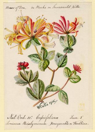 Honeysuckle or Woodbine