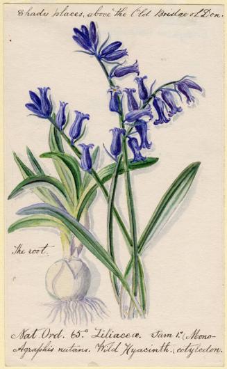 Wild Hyacinth (cotyledon)