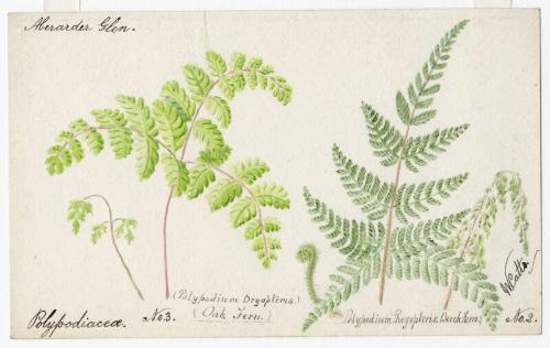 Oak Fern and Beech Fern