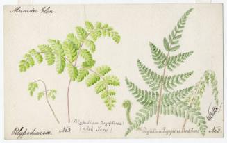 Oak Fern and Beech Fern