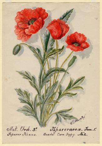 Scarlet Corn Poppy No. 2
