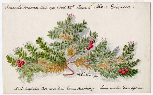 Common Bearberry - Lower Reaches Sleachgorum