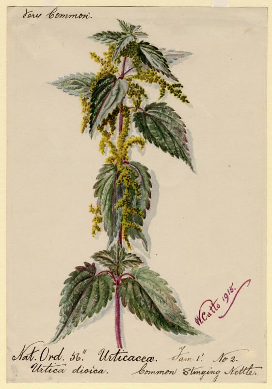 Common Stinging Nettle