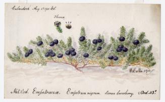 Common Crowberry (Empetrum nigrum)