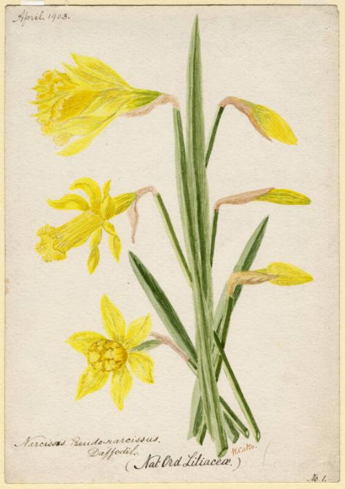 Daffodil