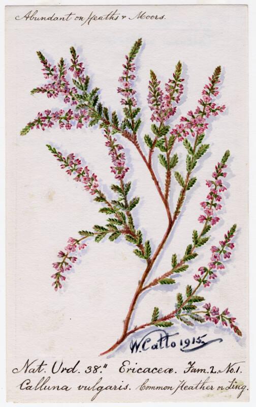 Common Heather or Ling