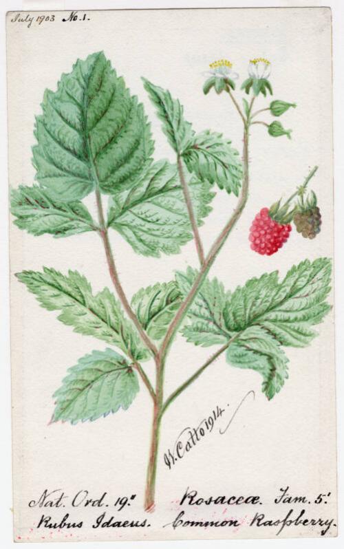 Common Raspberry