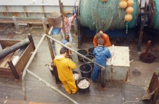 Colour Photograph Showing The Deck Of A Danish Fishing Vessel With Undersize Fish In Buckets