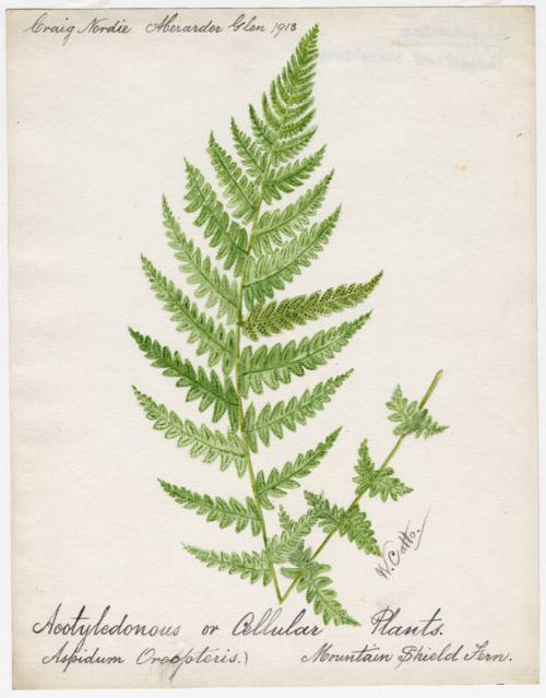 Mountain Shield Fern